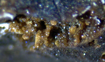 Kladnoite - Kladno district, Central Bohemian,�Czech Republic