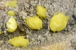 Sulphur - Niccioletta mine, Massa Marittima, Grosseto, Toscana, Italia