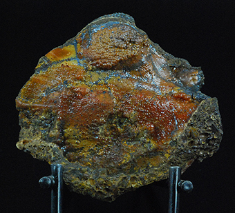 Rhodochrosite and goethite in fossil shell -  Kamysh-Burun Trough - Kerchenskoe deposit - Kerchenskyi (Fe) ore basin - Kerch Peninsula - Crimea - Russia